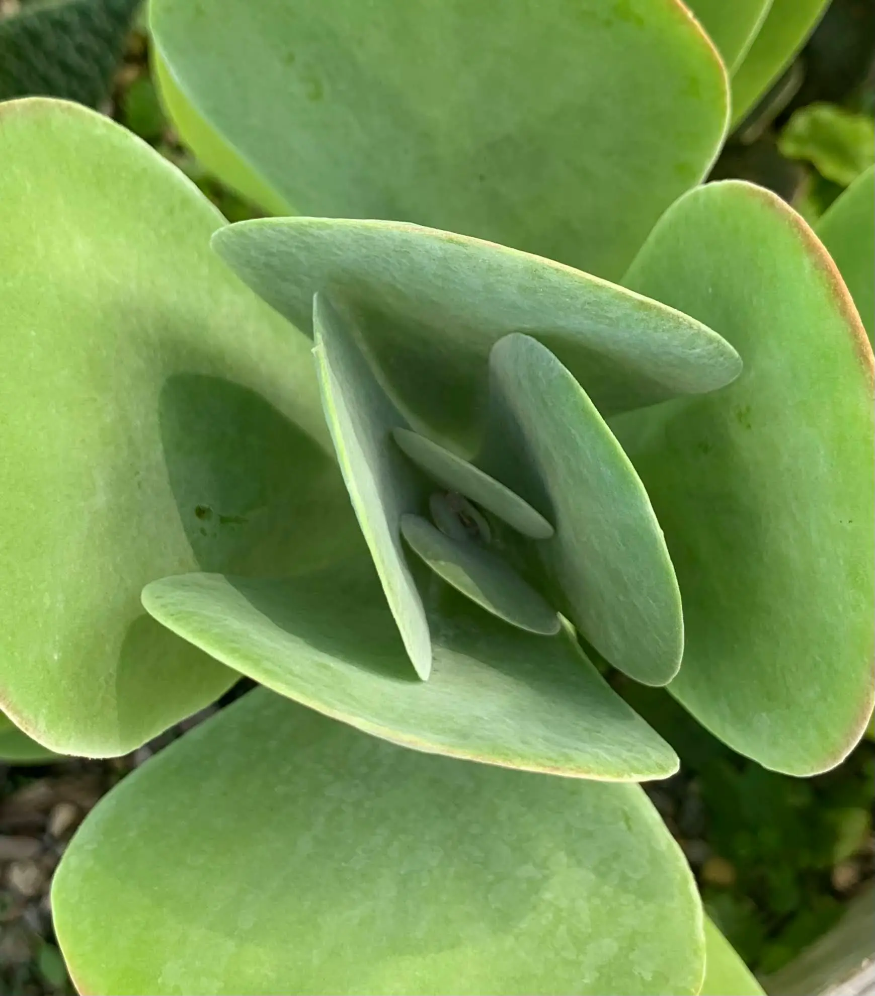 Succulent plant